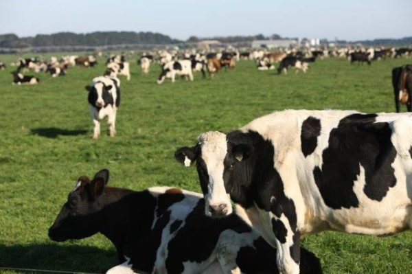 Farmgate-milk-prices–NZ-farmers-doing-relatively-well