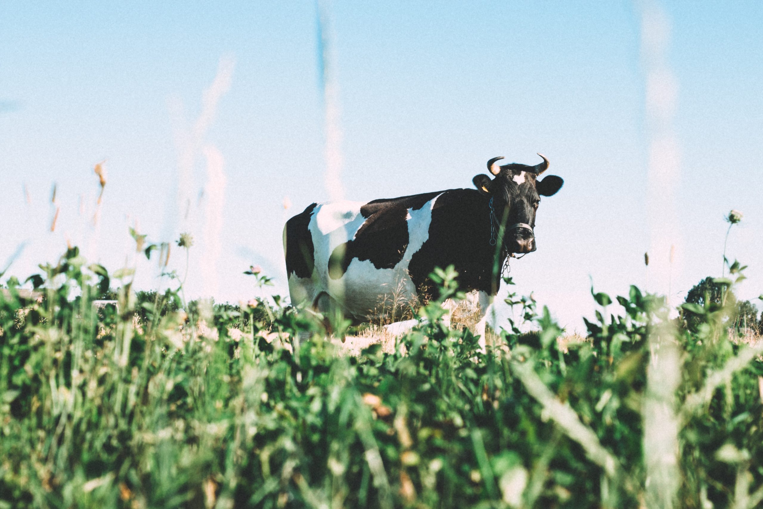 Dairy cow