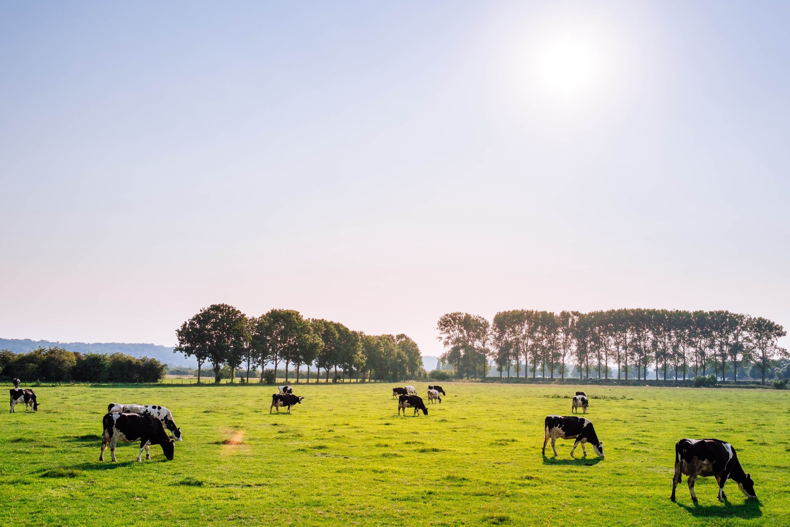 organic-dairy-farmers