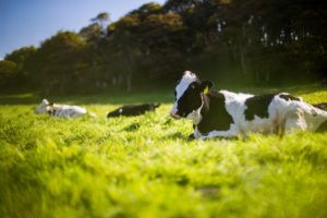 European-heatwave-may-change-dairy-forecast