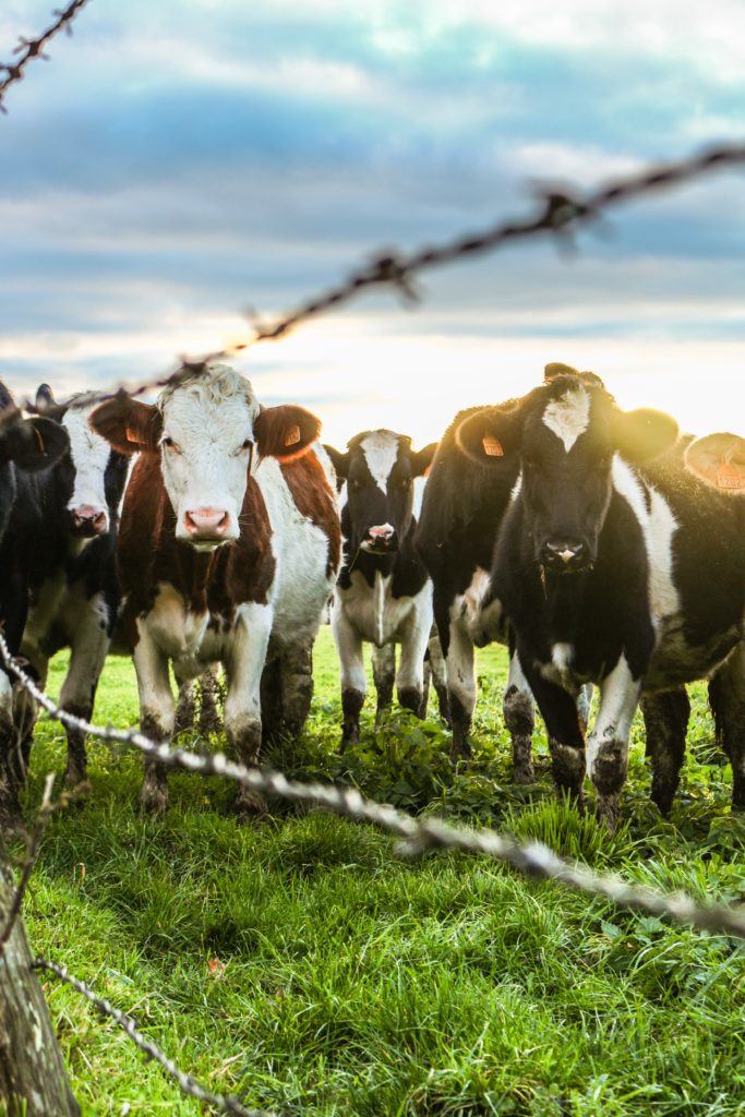 Fonterra-cuts-forecast-2017-18-farmgate-milk-price-for-NZ-suppliers