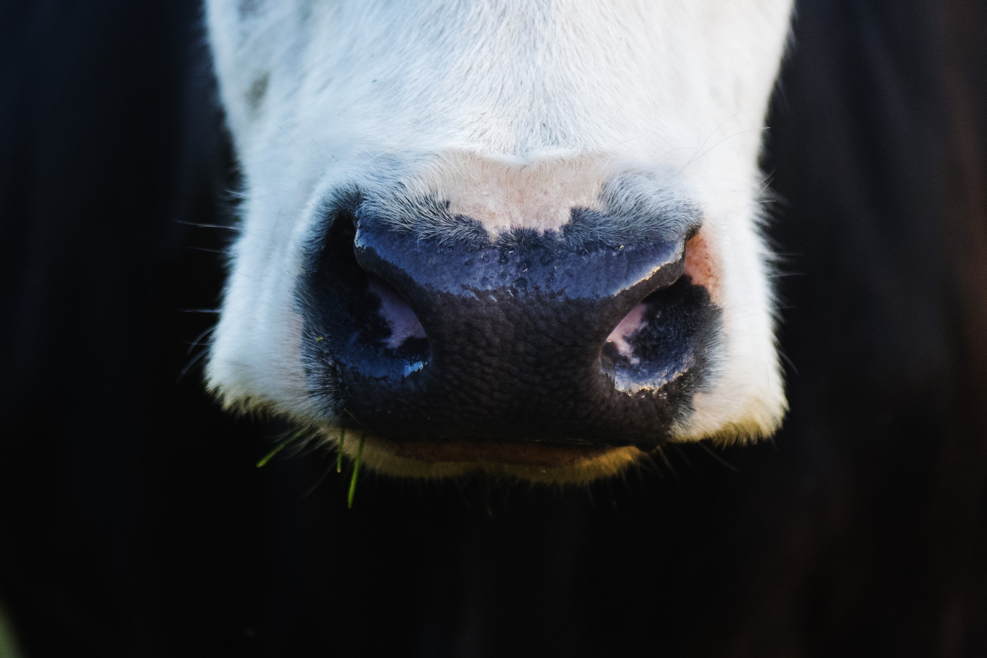 australians-national-milk-output