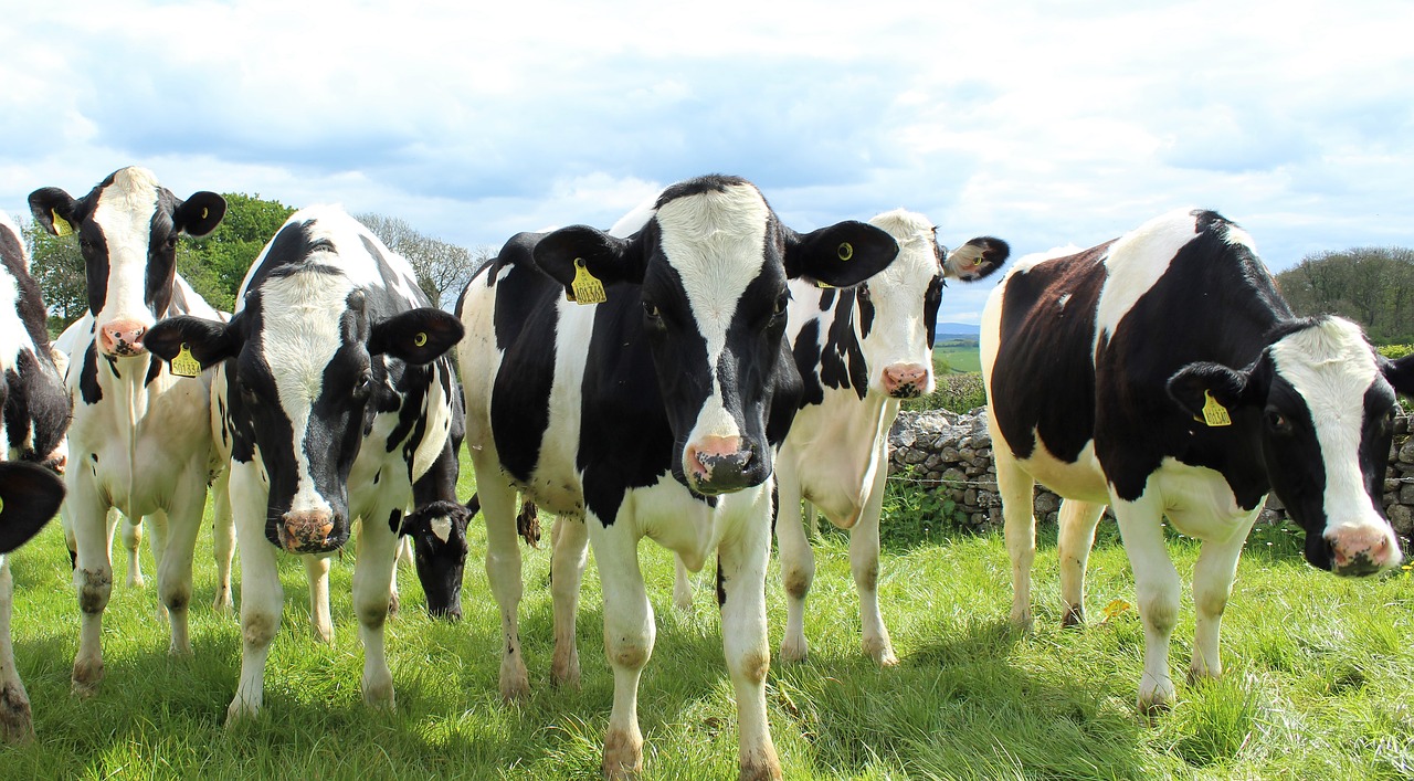 new-zealand-milk-production