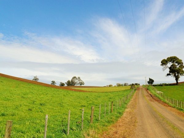 tasmania-organic-dairy