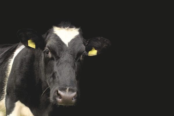 fonterra