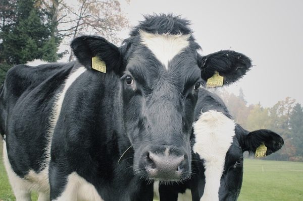 milk-factory-contracts