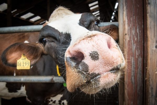 dairy-code