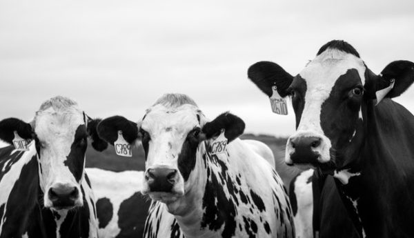 australian-dairy-farmers