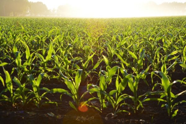 agriculture-industry