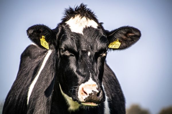 dairy-code