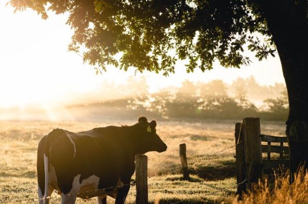 australian-milk-supply