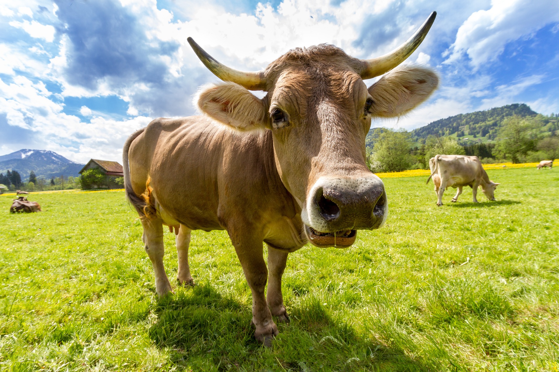 Global Dairy Commodity Update June 2020