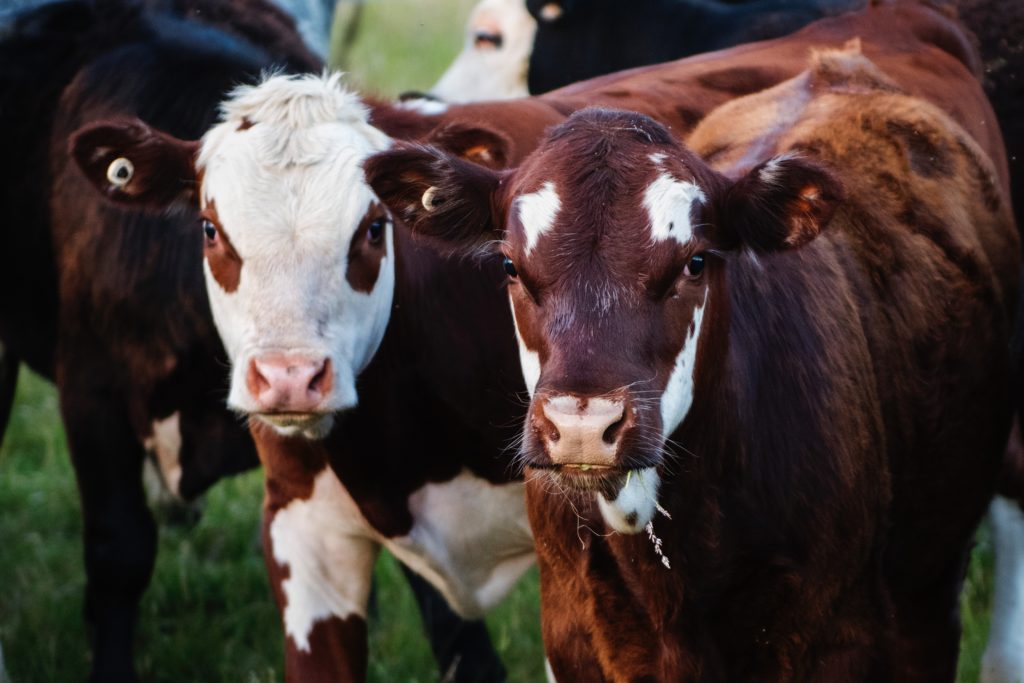 Dairy Australia Situation and Outlook June 2020