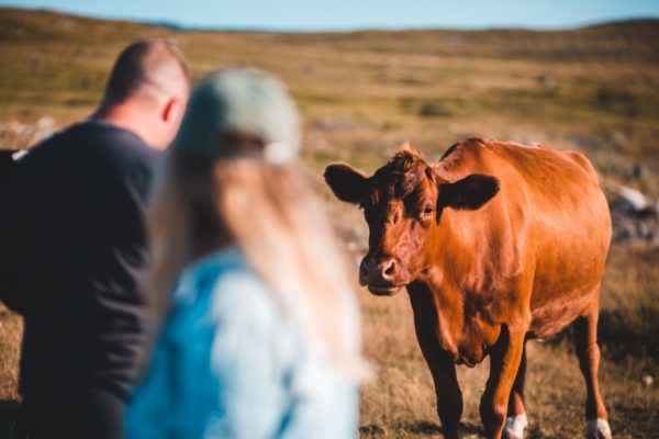 Improved conditions boost farmer confidence and milk production amidst COVID-19 uncertainty