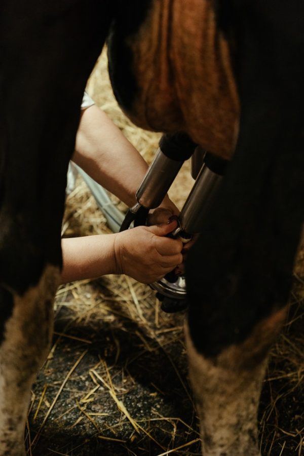 Dairy prices tipped to consolidate in 2021/22