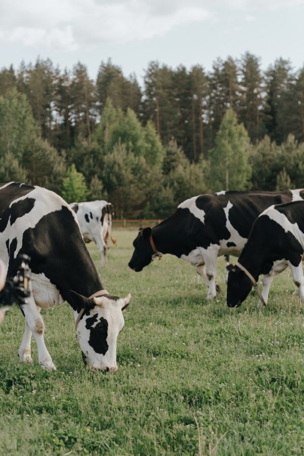 Dairy price history is about to be made: Rabobank
